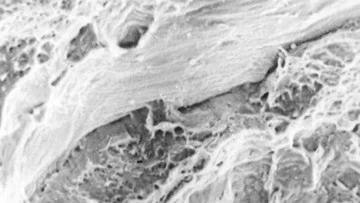 Manganese blow bars Metallographic Organization